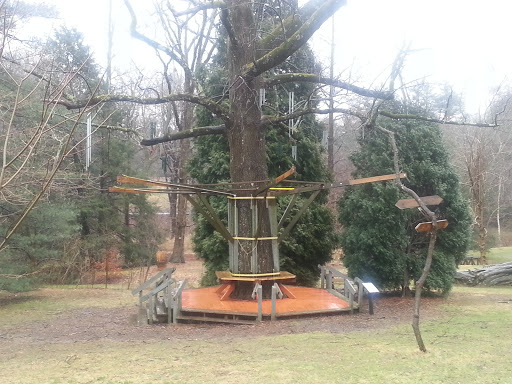 Bell House Tree at Tyler Arboretum