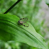 Ricaniid Planthopper