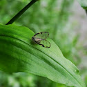 Ricaniid Planthopper