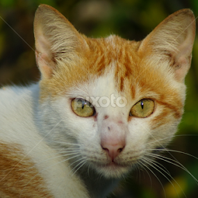 by Cesar Cambay - Animals - Cats Portraits