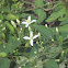 Sweet Autumn Clematis