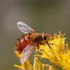 tachinid fly (red)