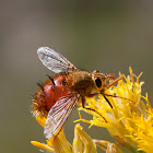 tachinid fly (red)