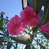 Espirradeira, Oleander