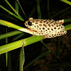 Angolan Reed Frog