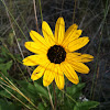 Dune Sunflower