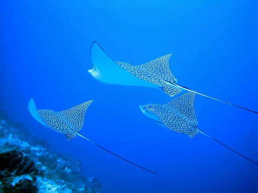 A trio of rays in the waters near Cozumel, Mexico
