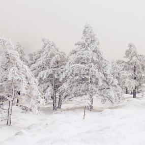 by Adrian Rusu - Nature Up Close Trees & Bushes