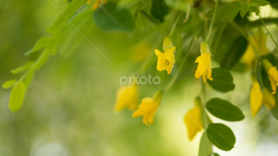 Fondness by Maria Semelevich - Flowers Flowers in the Wild