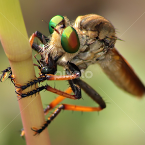 Robberfly #3 by Hindra Komara - Animals Insects & Spiders
