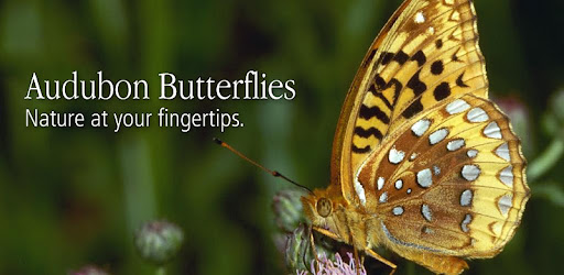 Audubon Butterflies -  apk apps