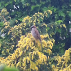 Vrabec domácí -Sparrow