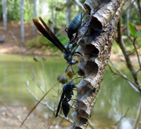 Wasp Hive with breeding - Colmena de Avispas con cría | Project Noah