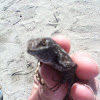 Western Fence Lizard