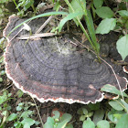 Ganoderma fungus
