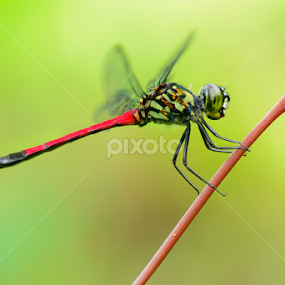 Dragon Fly Series.. by Jandra Pangemanan - Animals Insects & Spiders