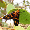 Orange-headed Wasp Moth