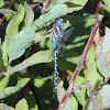 Paddle-tailed darner