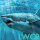 sharks live wallpapers APK