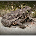 Argentine toad(Sapo argentino).