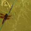 Flame Skimmer