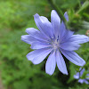 Chicory