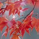 Autumn Color: Photo Collection