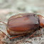 May Beetle