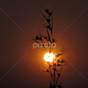 by Vaibhav Chavan - Nature Up Close Other Natural Objects