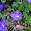 Three-lobed violet