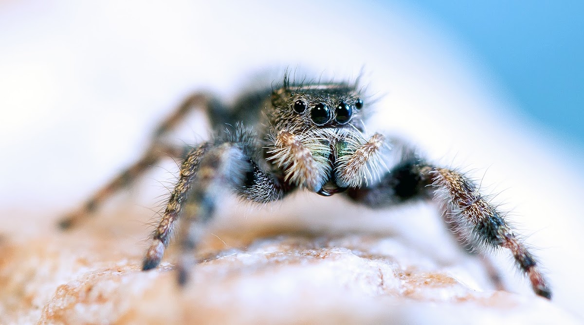 Jumping Spider