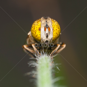 eyes on you by Yudi Saksono - Animals Insects & Spiders