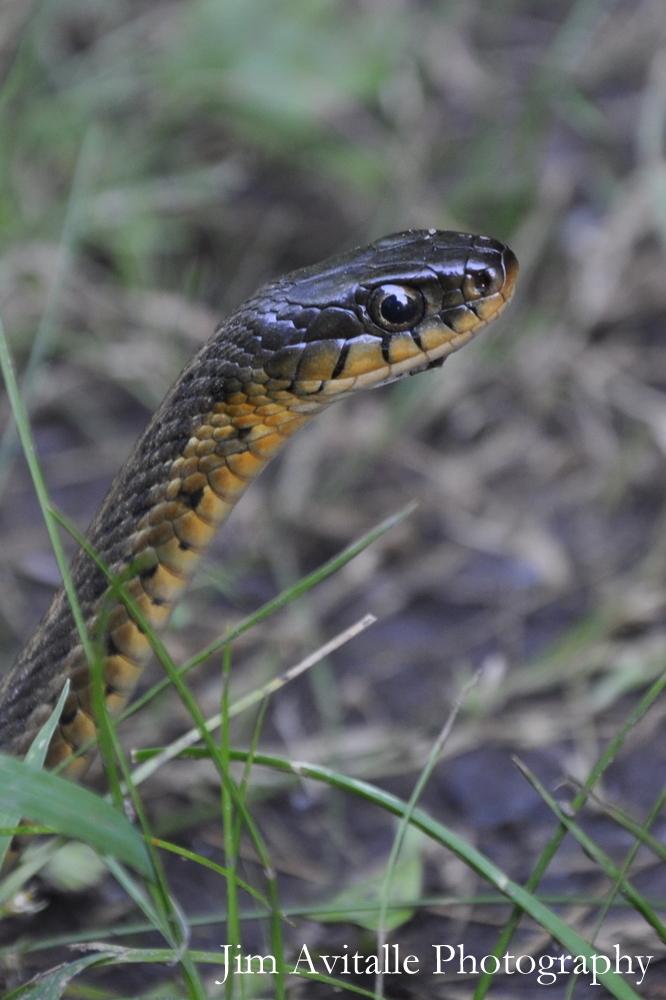 Garter Eastern Snake