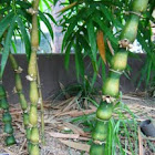 Dwarf Budda Belly Bamboo