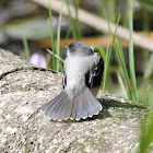 Torrent Tyrannulet