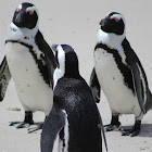 African Penguin