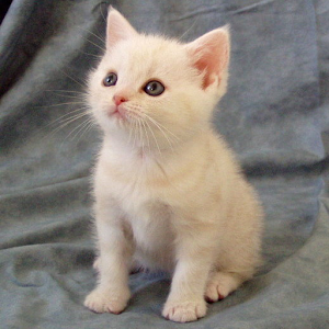 Top 20 Cats and Kittens FREE logo