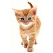 Animals (Domesticated) Chinese