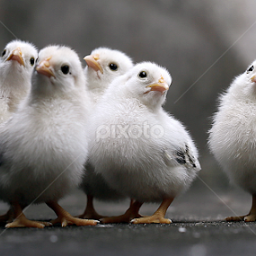 by Sirajuddin Halim - Animals Other