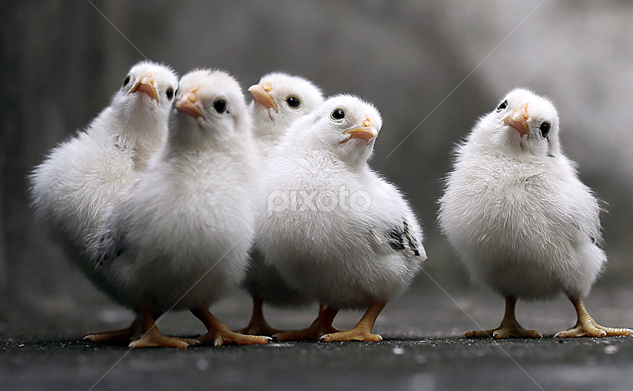 by Sirajuddin Halim - Animals Other