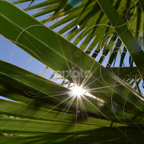 Sunshine creeping through by Dee Schindler VanBilliard - Nature Up Close Trees & Bushes