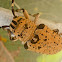 Acacia Longicorn Leopard Beetle