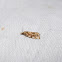 Cochylini moth