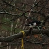 Rose-breasted Grosbeak