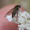 Slender Beefly