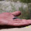 Western Pondhawk Dragonfly
