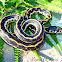 Eastern Blackneck Garter Snake