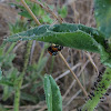 Convergent Ladybugs mating