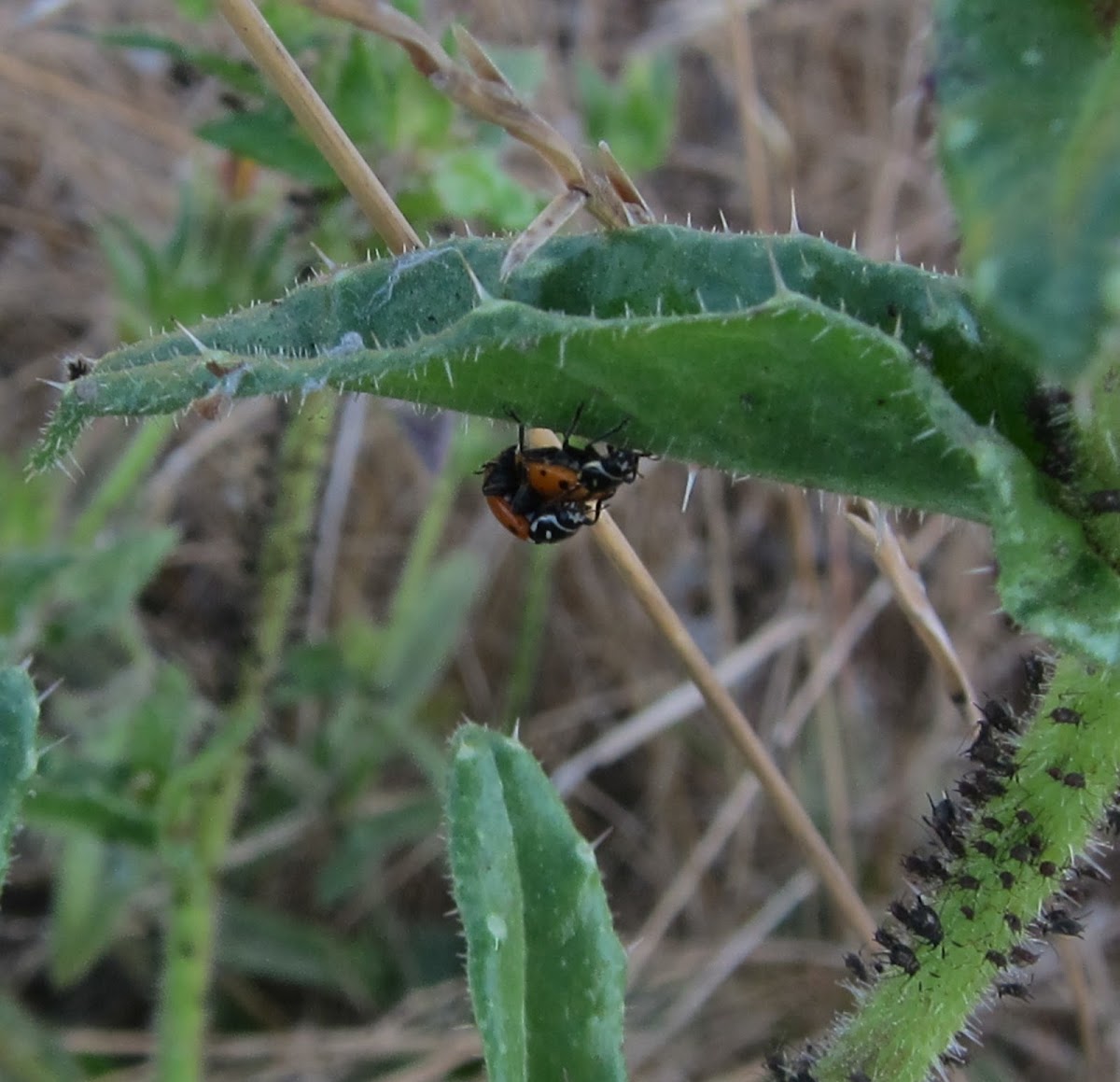 Convergent Ladybugs mating