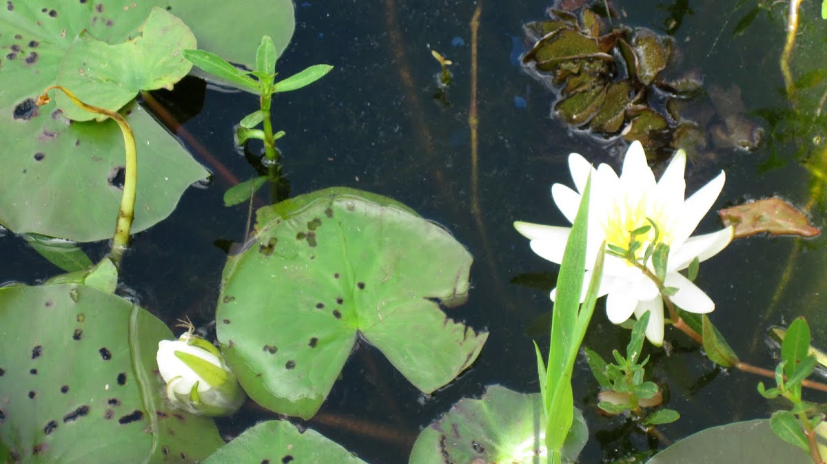 White Water Lily